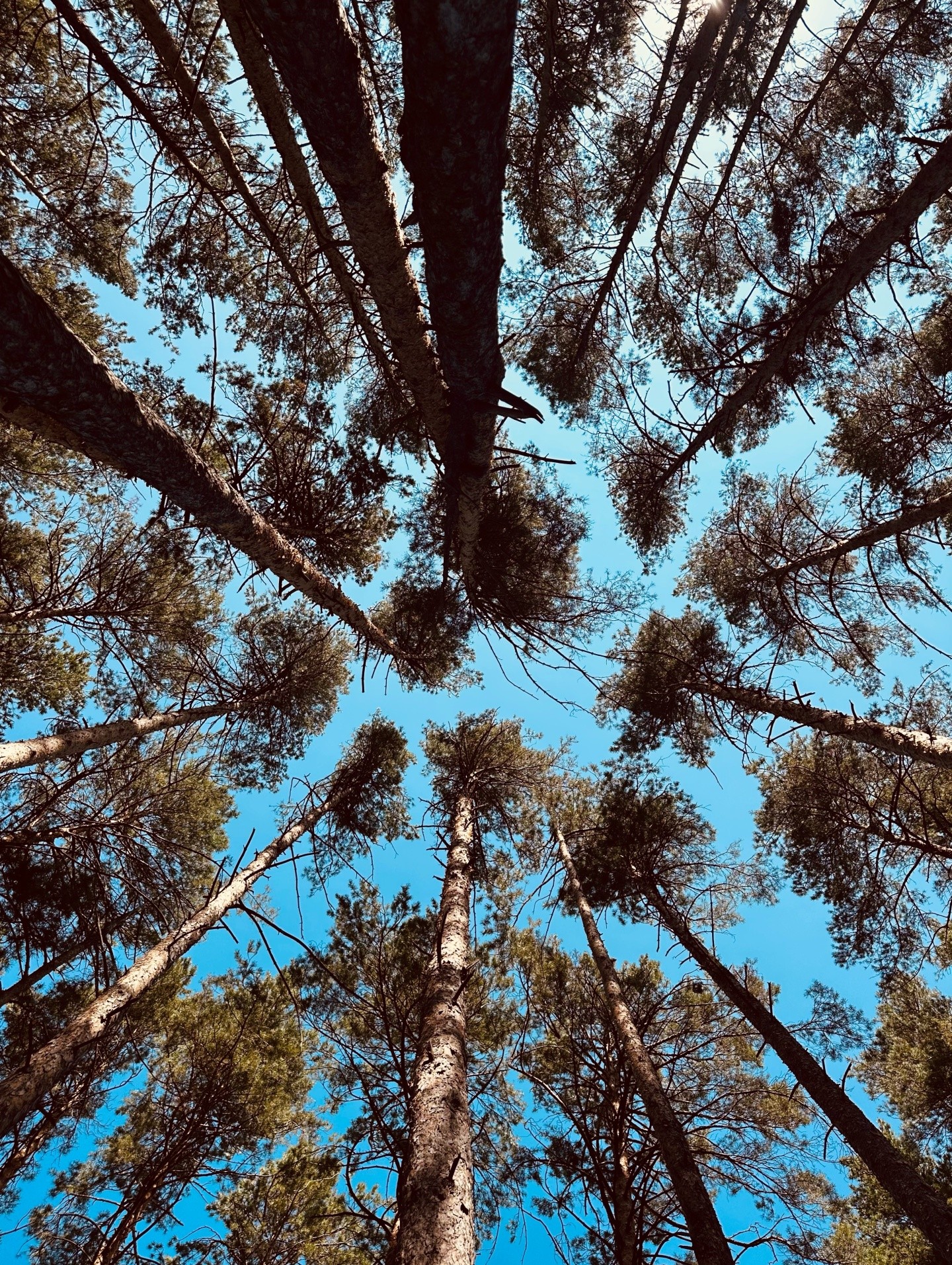 База отдыха «Боровушка»